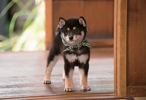 １８代目豆助（２０１６年１０月～１７年３月）＝テレビ大阪提供