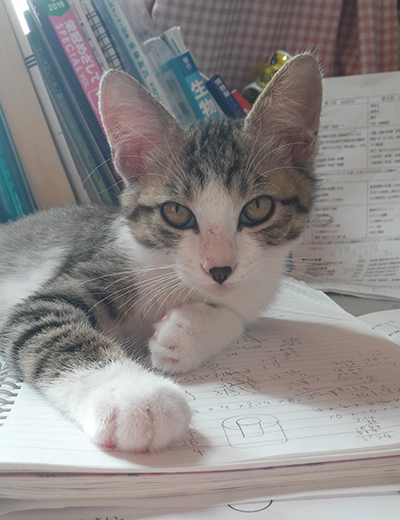 救出して間もないジャッキー。長女のノートの上にどっかり。