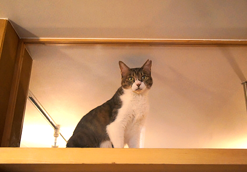 誰もいないのに入り口を見て鳴くチョボ六