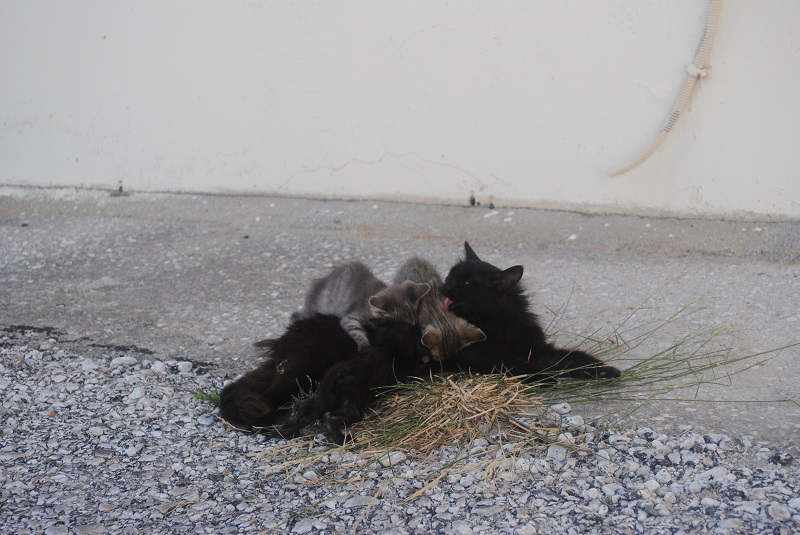 4匹きょうだい、その前脚は兄弟をおしのけたいやら、おっぱいを押したいやら