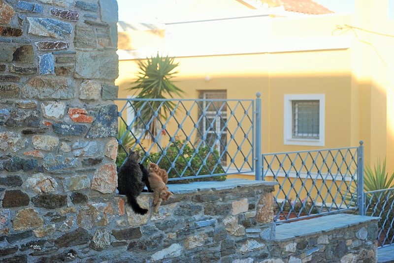 自由に遊んでいる仔猫たちにお母さんが近づいて行ったらミルクの時間