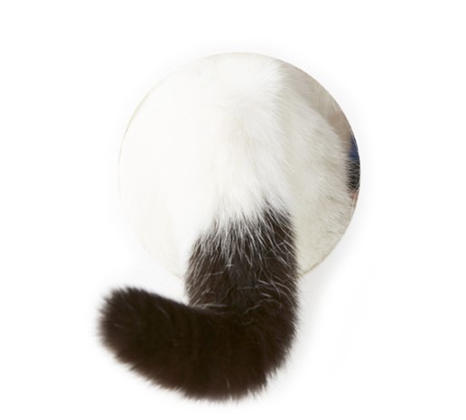 吾人の評価は時と場合に応じ吾輩の眼玉の如く変化する。