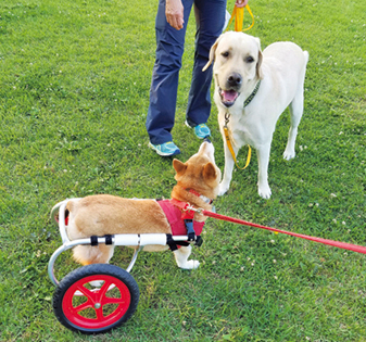 公園でお友達ができました＝写真／sora
