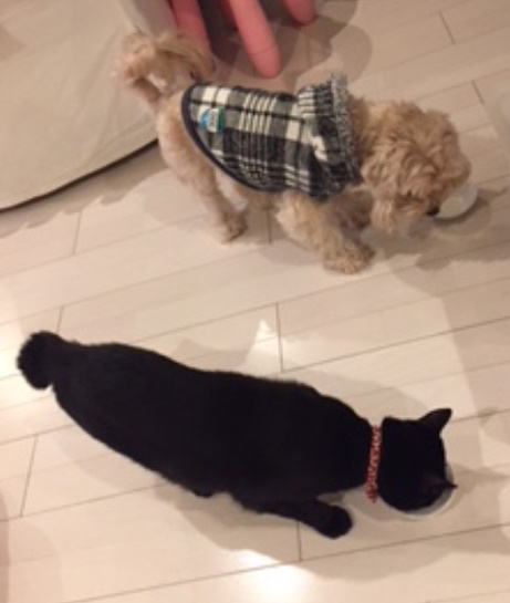 バニラとミー吉、仲良く並んでお食事中