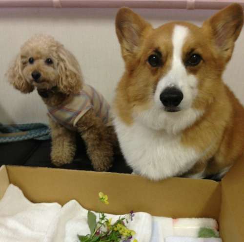 お別れの挨拶に来たアイちゃんの棺（手前）に、ぴたりと寄り添う同居犬のクララ(右)と、仲間のトイプードル、セラちゃん（雌１０歳）＝ふれあいハウスで、田中さん撮影