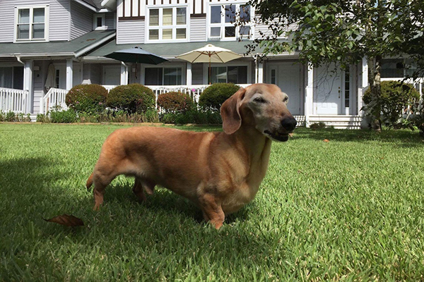 一昨年の夏、軽井沢へ旅行。芝生の上を気持ちよさそうにお散歩（天門さん提供）