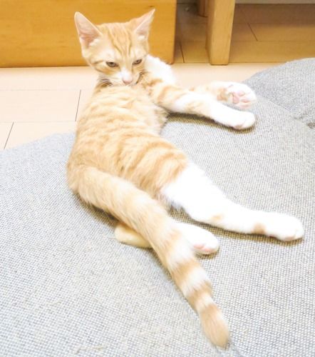 尾の先を焼かれていた「ダン」