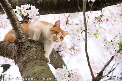 撮影・五十嵐健太