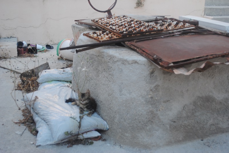 警戒心より眠気…