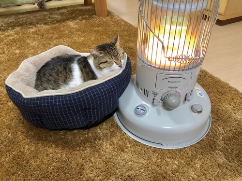 ぶさおの朝は６時頃お母さんの起床と共に。凜の散歩の間はストーブ待ち。点けてもらうと極楽時間（丹竜治さん撮影）