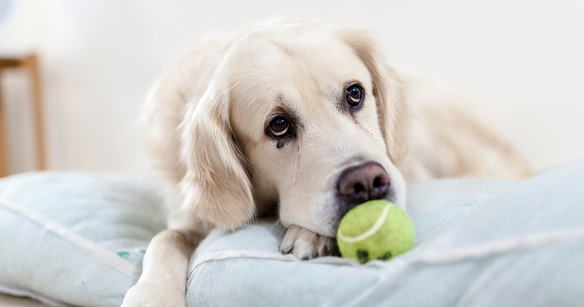 ペットの高齢化とどう向き合う 食事と運動が大切 犬 猫との幸せな暮らしのためのペット情報サイト Sippo