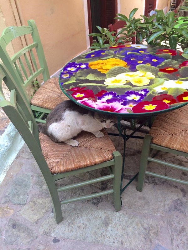 あいている席どころか、人の膝やテーブルに飛び乗るのが平気なアグレッシブな猫もいます（アテネ・プラカ）