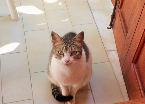 ホテルの看板猫さん。レセプションの裏側・お庭近くでいつも餌をもらっていました。一緒に訪ねた友人に「ミチコ」と名付けられてなついていましたが（なぜ和名なのだろうか？）、窓を開けておいても決して入ってくることはなく、ほどよい距離感の猫さんでした（スキアソス島）