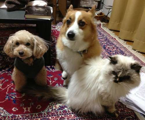 １６歳のアイちゃん（右）。トイプードルのセラちゃん（左）と、２代目クララと。セラちゃんの飼い主が当直勤務の時は一緒に過ごした＝２０１３年５月、田中さん提供