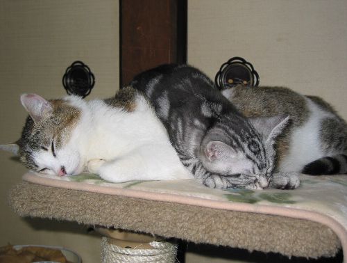 ミャーの背にのって甘える、ルビー