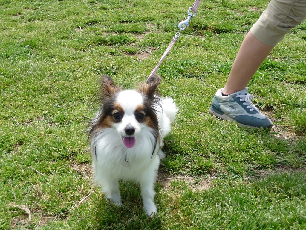 購入後に動脈管開存症だとわかったパピヨン