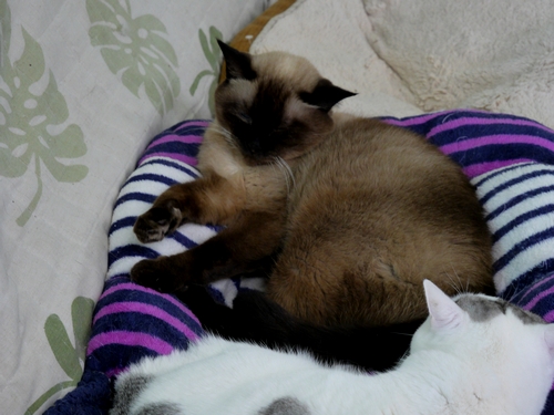 かつては室内で大事にされていたであろうシャム猫