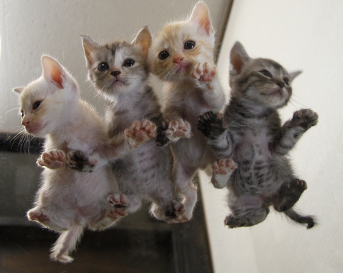 キュートな子猫の裏側（辰巳出版/ 芳澤ルミ子）