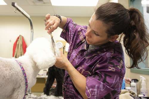 ほとんどの受刑者は出所後トリマーとして就職する ©大塚敦子