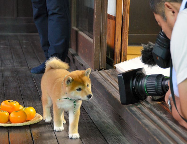 撮影カメラに寄っていく２０代目豆助