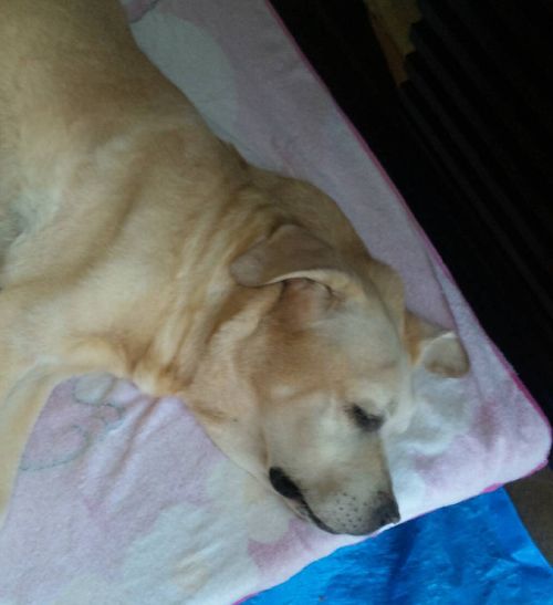 リビングで介護していた時の金太郎　夏の間がんばりました