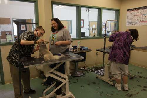 トリミングはもっとも重要な職業訓練で、プログラムの収入源でもある ©大塚敦子