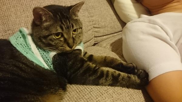 夫の腕にフミフミ。相思相愛。(過剰グルーミング防止で服を着せています)