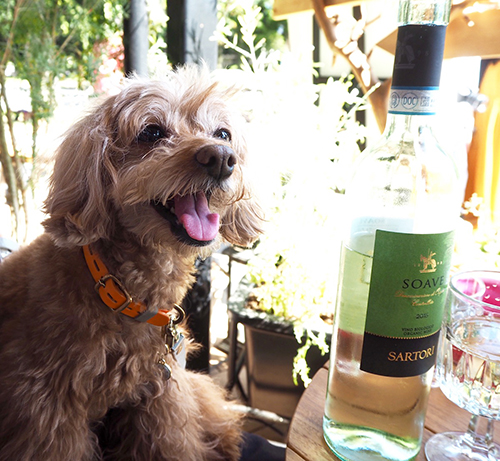 テラス席、気持ちいい。「こんな陽気の日はワイン飲めたら楽しそうだワンねー」