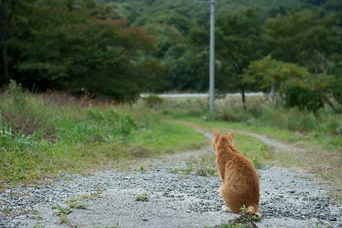 飼い主の帰宅を待つかのように通りを見つめる　写真＝上村雄高