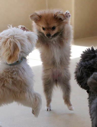 ポメラニアンとチワワのミックス犬（中央）＝竹谷俊之撮影 