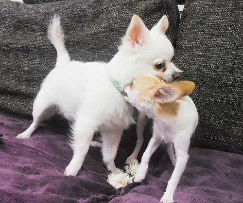 ココ（左）と子犬時代のすみれ