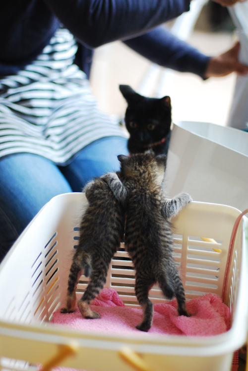 ボランティアさん宅にて、先住猫ちゃんにごあいさつ＝集英社みらい文庫提供