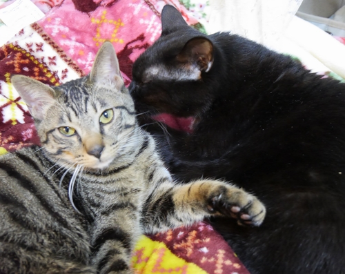 わーい、今年も仲良くするぞー