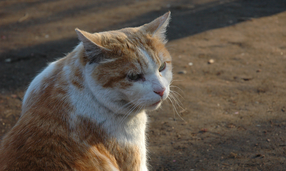 動物の権利 動物の権利 (〈1冊でわかる〉シリーズ) | デヴィッド・ドゥ
