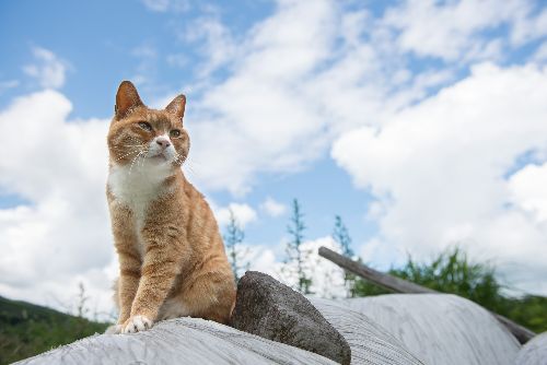 爽やかな夏の日、気持ちよさそうに風を感じるマメ　写真＝上村雄高