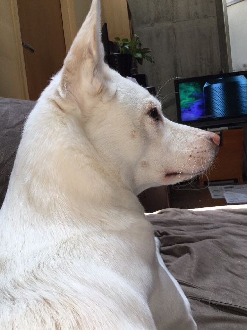 凛々しい横顔　でもじつは超ビビり