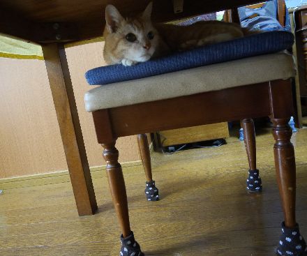 テーブルの下のミミ