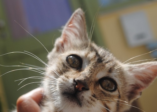 可愛いポーズを撮ろうとカメラを調整していたら、「ばぁっ」とレンズを覗かれたのでそれも可愛くてとってしまった一枚