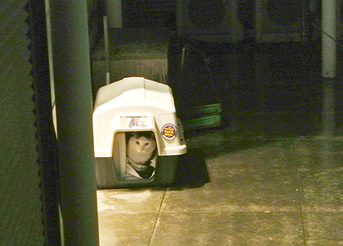 カッパちゃんのために置いた犬小屋