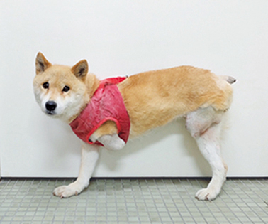 大けがをして左の前脚と後ろ脚がなくなっちゃった…＝写真／sora