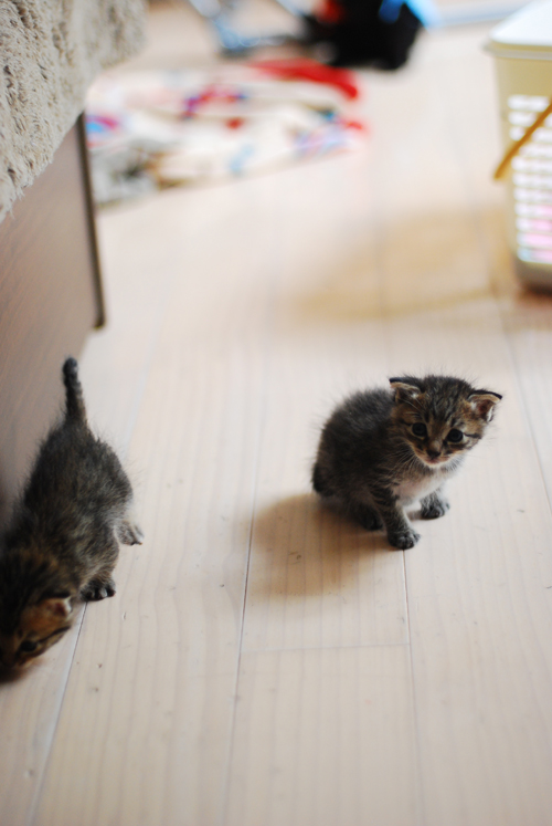 ボランティアさん宅を探検＝集英社みらい文庫提供