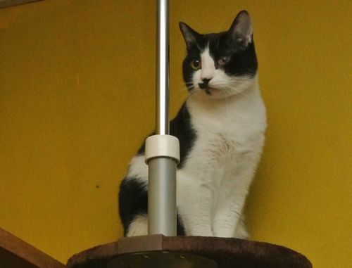 ネコリパブリックの猫＝東京都文京区