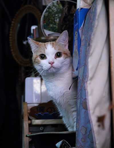 にゃあにそれ？好奇心旺盛にカメラを警戒中