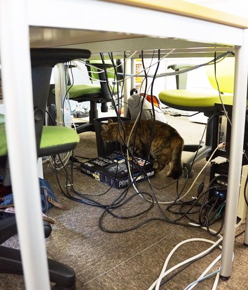 テーブルの下に隠れている、ちょっとシャイな昆布巻き