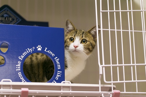 ブルーバッファローのハウス、落ち着きます