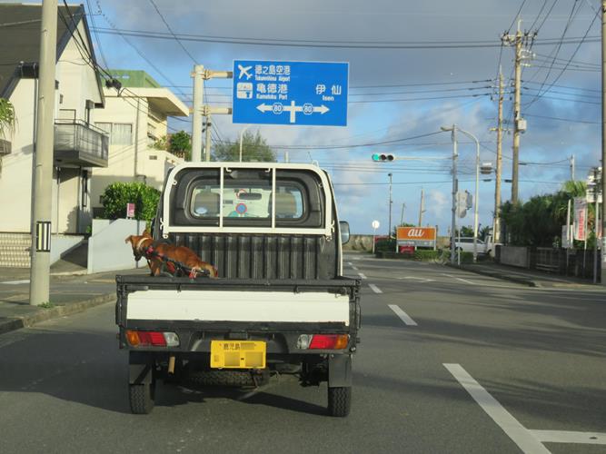 荷台の上のラッキー（撮影＝小林照幸）
