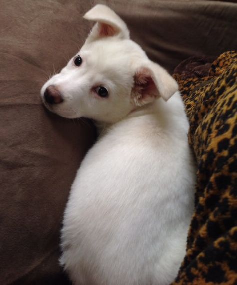 子犬のころは耳が垂れていました