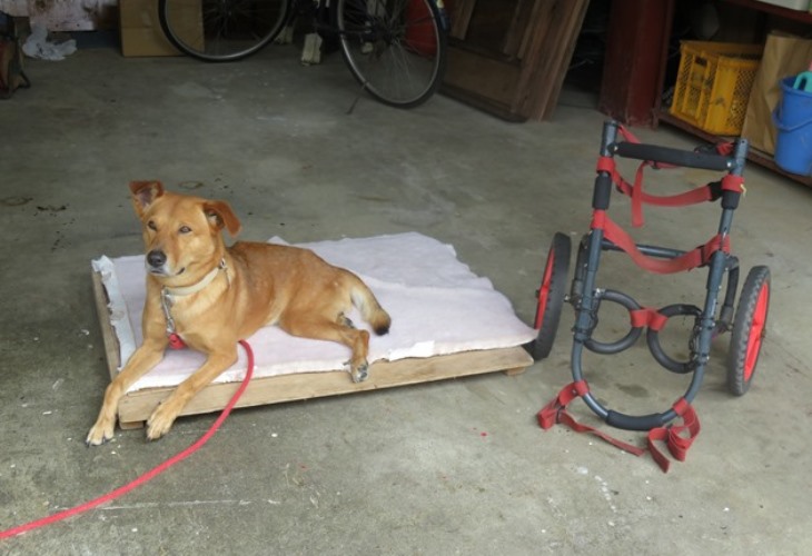 島田さん宅のガレージがラッキーのおうち　（撮影＝小林照幸）