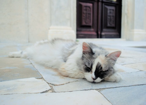 お店とはちょっと違いますが、いつもこの教会にいる猫さん（シロス島・アノシロス）