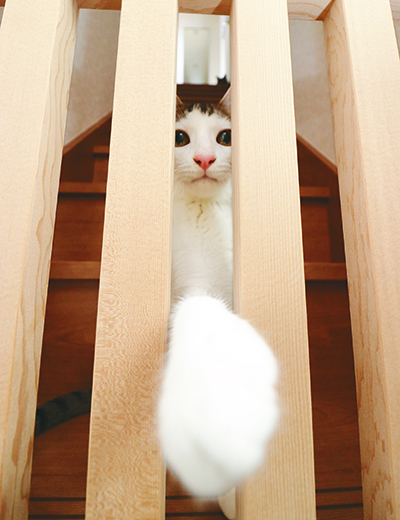 玄関がある階段下には柵。脱走防止策も 万全